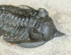 Nice Pseudocryphaeus (Cryphina) Trilobite #3966-3